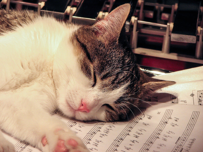 Sleep Music